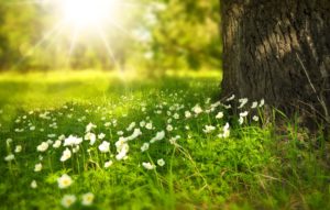Sunlight over meadow with white flowers