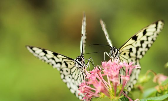Two butterflies on a flower